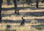 Comienza el periodo para la caza del conejo