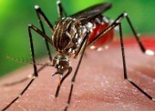Lanzan una app para detectar la transmisión del Zika entre los españoles