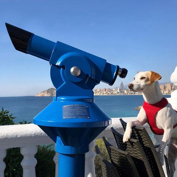 Un perro ‘influencer’ recorrió 22 mil kilómetros promoviendo el turismo en España