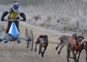 La Copa de España de mushing tierra vuelve a Lleida