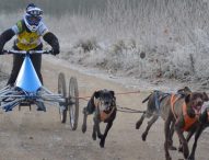 La Copa de España de mushing tierra vuelve a Lleida