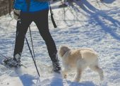 Skijoring, una nueva forma de hacer deporte con tu perro