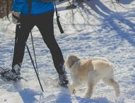 Skijoring, una nueva forma de hacer deporte con tu perro