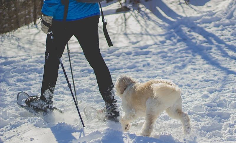 Skijoring. Fuente: AD